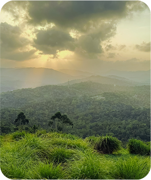Misty landscape